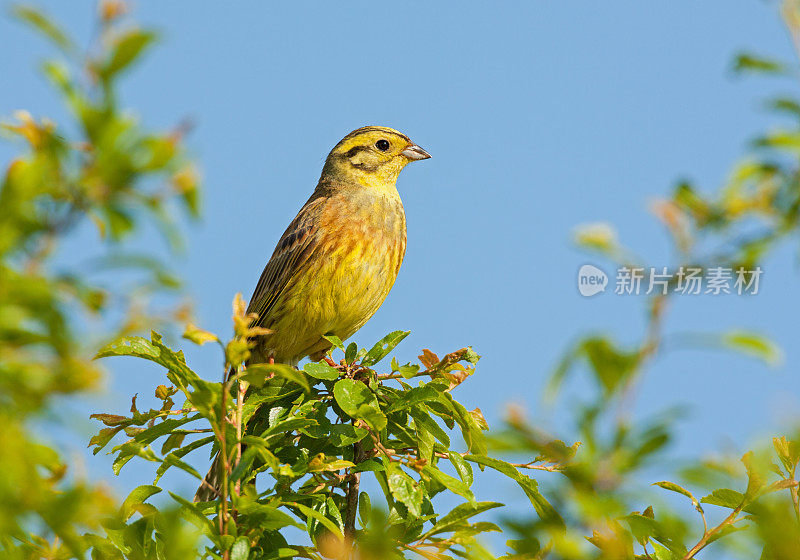 黄锤男(citrinella em贝里扎)